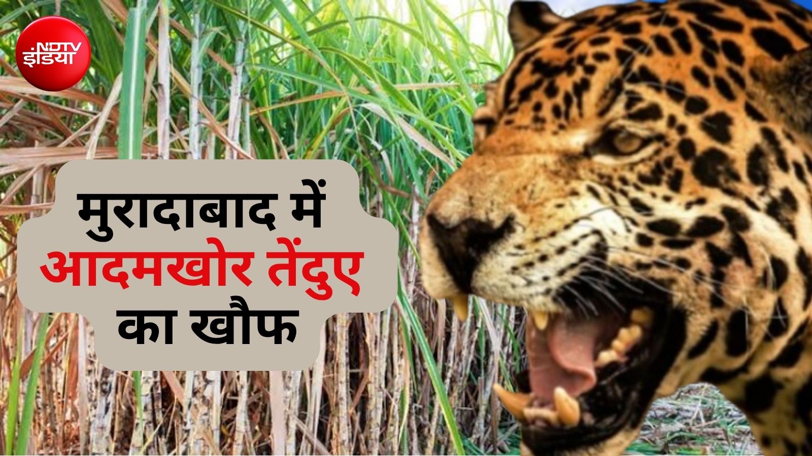 मुरादाबाद में किसान को घर से उठा ले गया तेंदुआ, खेत में मिली लाश; अब तक 4 लोगों की ले चुका जान