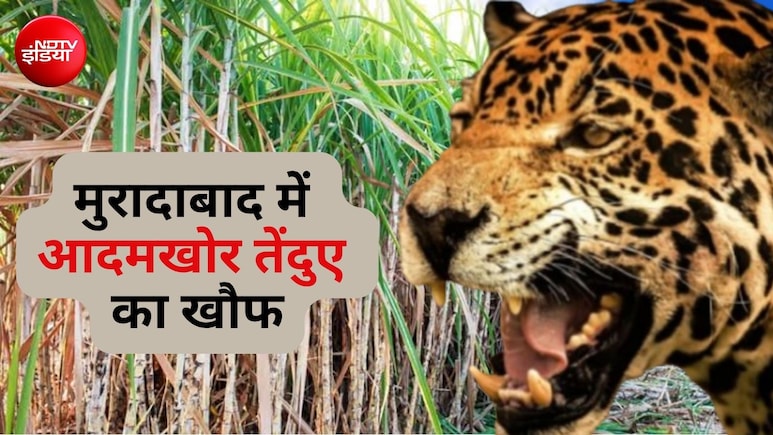 मुरादाबाद में किसान को घर से उठा ले गया तेंदुआ, खेत में मिली लाश; अब तक 4 लोगों की ले चुका जान