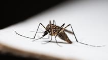 105 Confirmed Cases Of Chikungunya In Kerala; Symptoms And Prevention