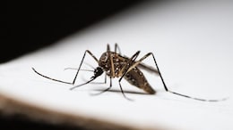105 Confirmed Cases Of Chikungunya Reported In Kerala; What You Need To Know About Symptoms And Prevention