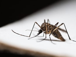 105 Confirmed Cases Of Chikungunya Reported In Kerala; What You Need To Know About Symptoms And Prevention