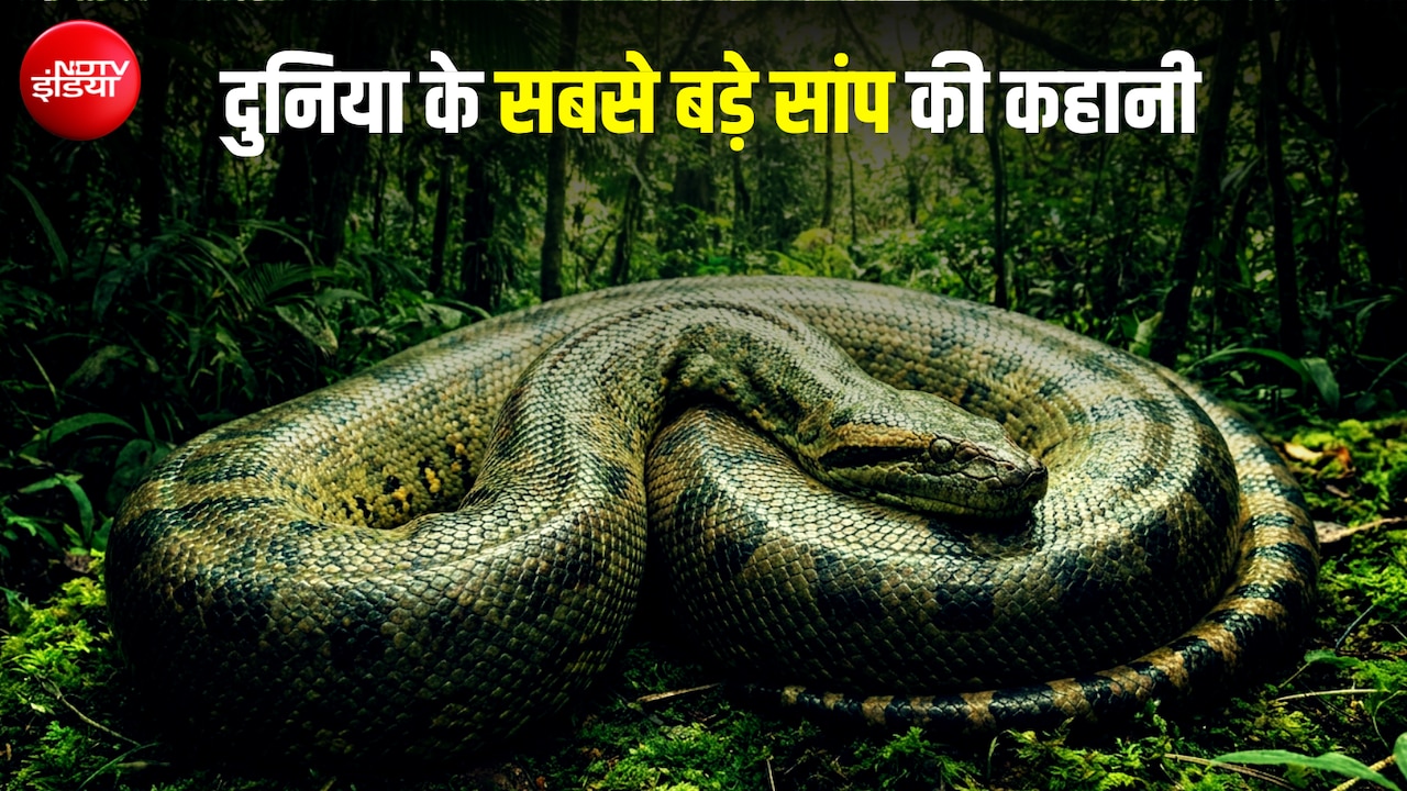 50 फीट लंबा, 1000 किलो वजन... भारत में ही रहता था दुनिया का सबसे बड़ा सांप; नाम भी है बेहद खास