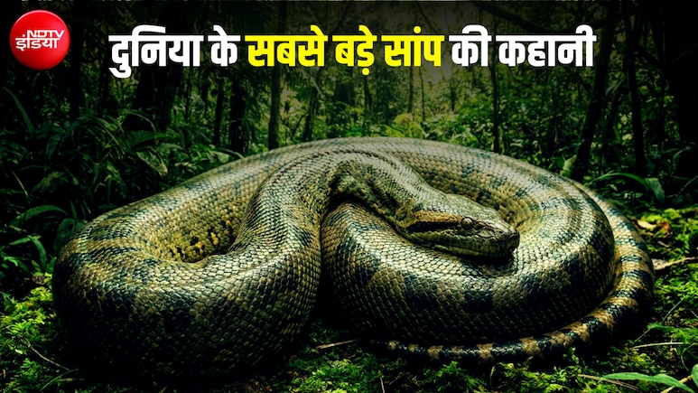 50 फीट लंबा, 1000 किलो वजन... भारत में ही रहता था दुनिया का सबसे बड़ा सांप; नाम भी है बेहद खास