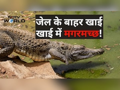 इजरायली जेल से फिलिस्तीनी भाग न जाएं इसलिए ला रहे थे मगरमच्छ, फिर दया आ गई, इंसानों पर नहीं, जानवरों पर!