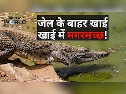 इजरायली जेल से फिलिस्तीनी भाग न जाएं इसलिए ला रहे थे मगरमच्छ, फिर दया आ गई, इंसानों पर नहीं, जानवरों पर!