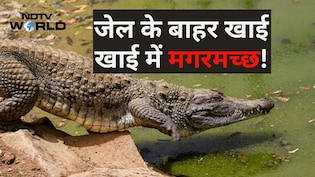 इजरायली जेल से फिलिस्तीनी भाग न जाएं इसलिए ला रहे थे मगरमच्छ, फिर दया आ गई, इंसानों पर नहीं, जानवरों पर!
