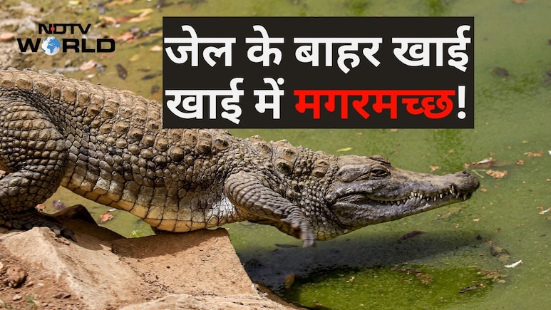 इजरायली जेल से फिलिस्तीनी भाग न जाएं इसलिए ला रहे थे मगरमच्छ, फिर दया आ गई, इंसानों पर नहीं, जानवरों पर!