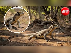 गोह को भगाने का क्या तरीका है? घर से गोयरा भगाने के क्या घरेलू उपाय हैं?