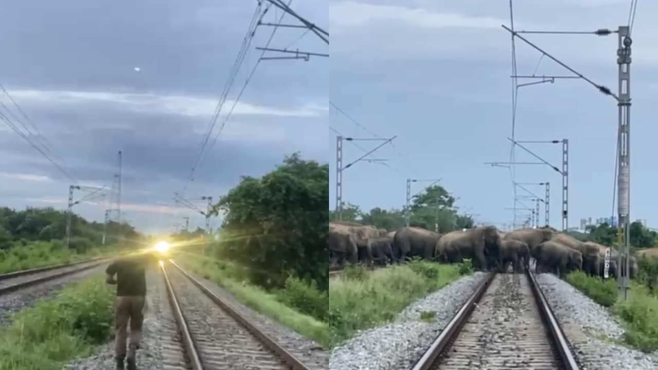 Video: Train Halts To Allow Elephant Herd To Cross Railway Track In Assam