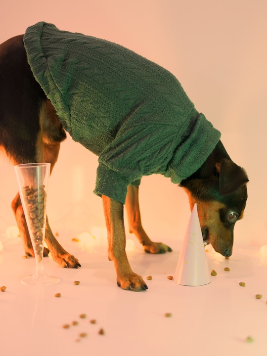8 Puzzle Feeders Smart Pets Will Love