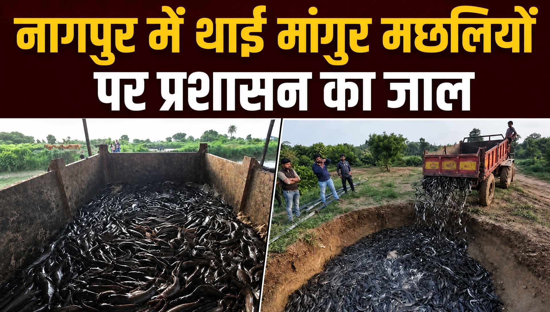 मांगुर मछलियों को क्‍यों खोज-खोजकर नष्‍ट कर रहा नागपुर प्रशासन?