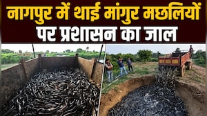 मांगुर मछलियों को क्&zwj;यों खोज-खोजकर नष्&zwj;ट कर रहा नागपुर प्रशासन?