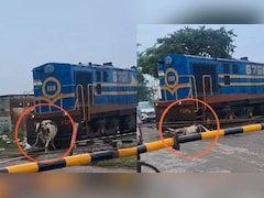 सावन के पहले सोमवार हुआ अनोखा 'चमत्कार', तेज रफ्तार ट्रेन की जोरदार टक्कर के बाद भी उठ खड़ी हुई गाय, देखें VIDEO