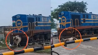 सावन के पहले सोमवार हुआ अनोखा 'चमत्कार', तेज रफ्तार ट्रेन की जोरदार टक्कर के बाद भी उठ खड़ी हुई गाय, देखें VIDEO