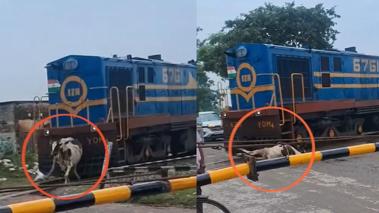 सावन के पहले सोमवार हुआ अनोखा 'चमत्कार', तेज रफ्तार ट्रेन की जोरदार टक्कर के बाद भी उठ खड़ी हुई गाय, देखें VIDEO