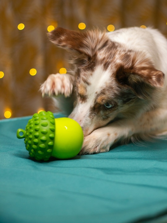 8 Pet Toys For Aggressive Chewers