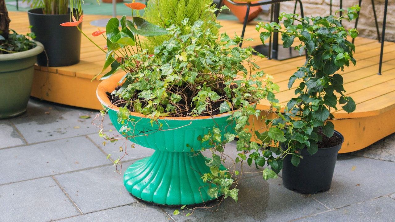 10 Reasons Self-Watering Planters Keep Soil Too Wet And How To Fix It 10 Reasons Self-Watering Planters Keep Soil Too Wet And How To Fix It