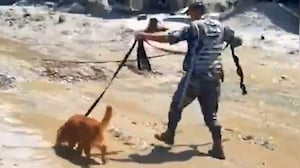 Nepal Flood Rescue: Sniffer Dogs Help Army Hunt For Survivors