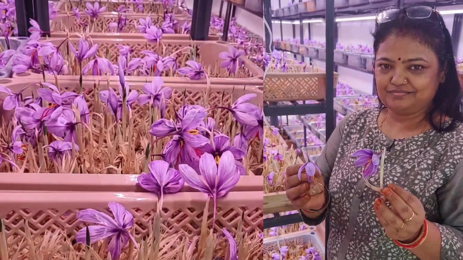 Odisha Homemaker Indoor Saffron Farming Sujata Agarwal Success story Now Earns Rs 20 Lakh A Year