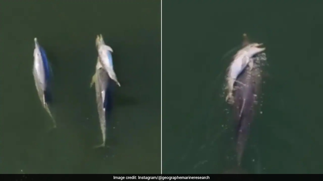 Video: Mother Dolphin Refuses To Let Dead Newborn Sink, Carries It For Days