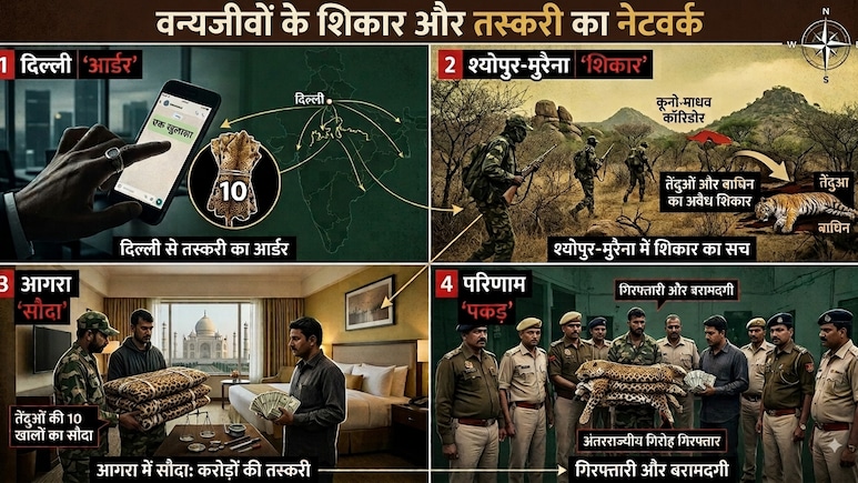 दिल्ली से ऑर्डर, श्योपुर-मुरैना में शिकार, आगरा में सौदा, कूनो-माधव कॉरिडोर में तेंदुओं-बाघिन के शिकार का सच