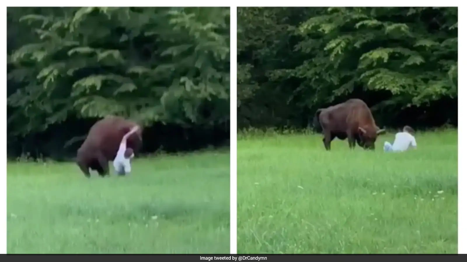 Tourist Knocked Down by Bison in Poland’s Białowieża Forest After Approaching Too Closely