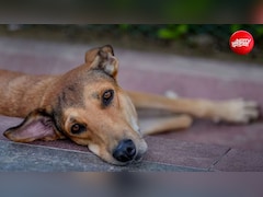 कुत्ते पर शुरू हुई बहस मर्डर तक पहुंची... तेलंगाना में 23 साल के युवक की चाकू मारकर हत्या