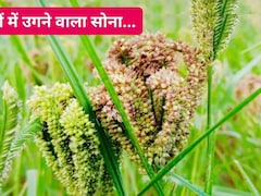 कभी गरीबों का अनाज था कोदो, आज 'पहाड़ों का सोना' बनकर लौटा Superfood