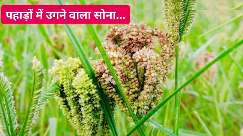 कभी गरीबों का अनाज था कोदो, आज 'पहाड़ों का सोना' बनकर लौटा Superfood