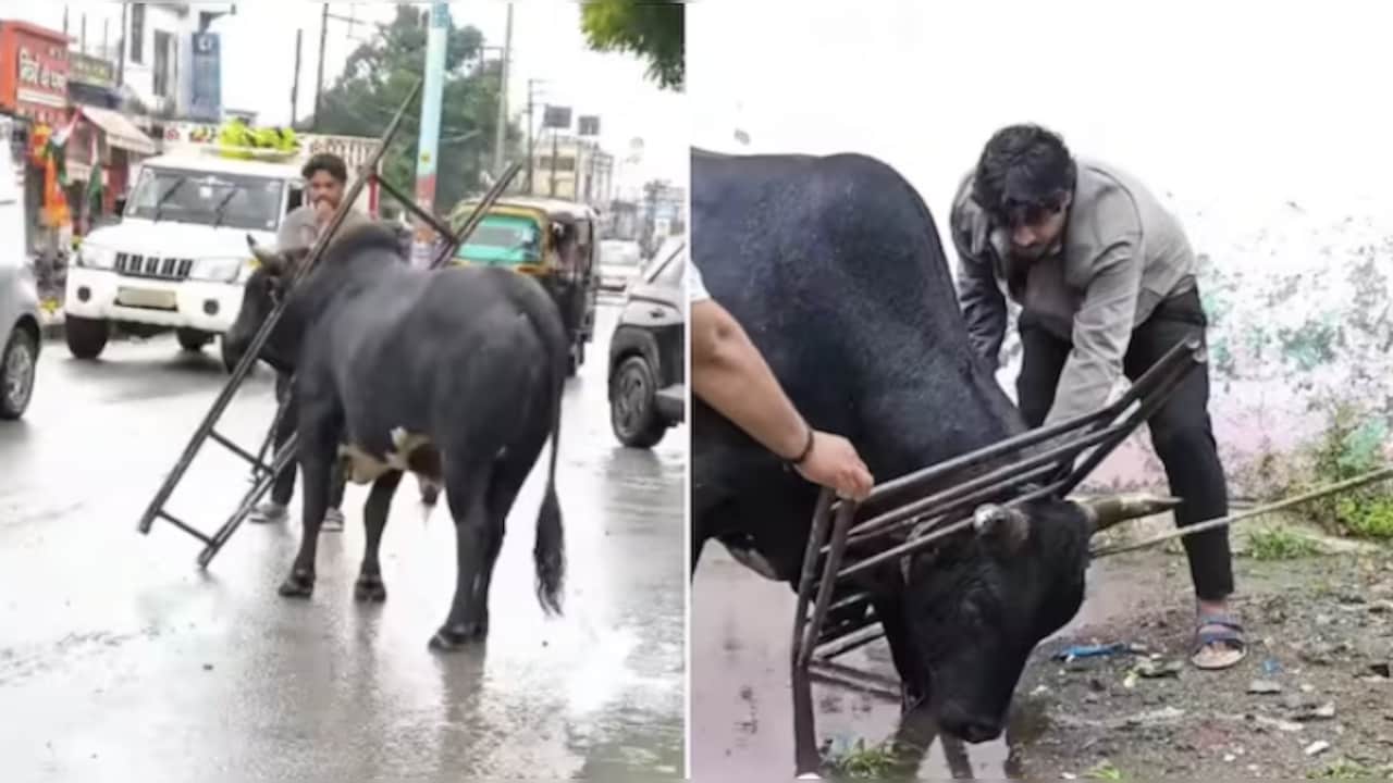 लोहे के फ्रेम में बुरी तरह फंसा सांड...घंटों तक तड़पता रहा, इस तरह लोगों ने बचाई जान
