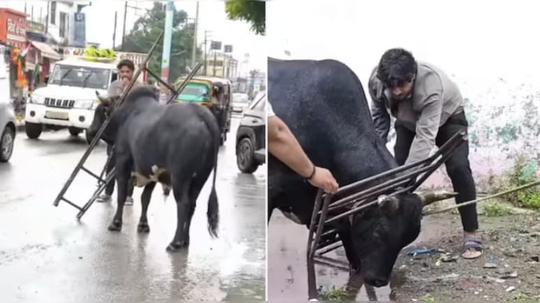 लोहे के फ्रेम में बुरी तरह फंसा सांड...घंटों तक तड़पता रहा, इस तरह लोगों ने बचाई जान