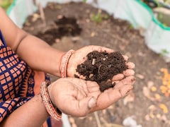 Cost Of Cheap Urea: India's Fertiliser Strategy Under Strain As Subsidy Burden Mounts