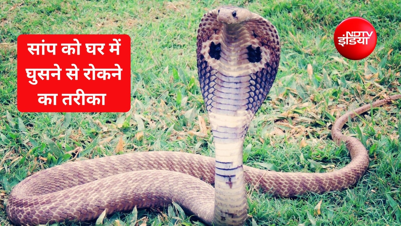 सांप घर में ना आए इसके लिए क्या करें? सांप को भगाने के लिए क्या जलाना चाहिए