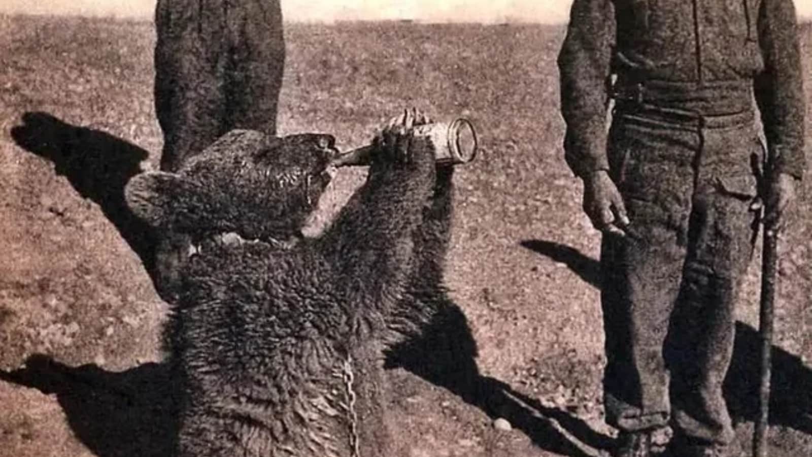 True Story of Wojtek: The 550-lb Bear Who Drank Beer, Smoked, and Fought against nazi in WW2 True Story of Wojtek: The 550-lb Bear Who Drank Beer, Smoked, and Fought against nazi in WW2