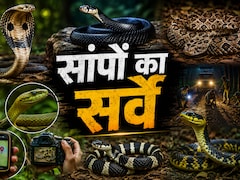 कहां मिलते हैं कोबरा-करैत, किन जिलों में है सबसे बड़ा खतरा ? MP में शुरू हुआ बड़ा स्नेक सर्वे