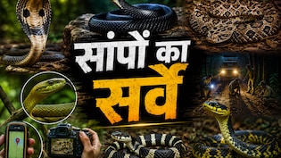 कहां मिलते हैं कोबरा-करैत, किन जिलों में है सबसे बड़ा खतरा ? MP में शुरू हुआ बड़ा स्नेक सर्वे