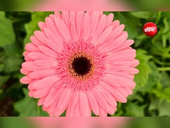 MP का ‘मिनी हॉलैंड’ बना रूपाखेड़ा: 44 पॉलीहाउस में खिल रहे विदेशी फूल, किसानों की तकदीर बदल रही आधुनिक खेती