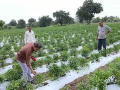 किसानों के लिए बहुत ही अहम हैं ये 3 सरकारी योजनाएं; जानें सालाना 6,000 से 5 लाख रुपये तक पाने की पूरी जानकारी