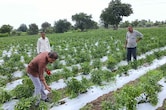 मुनाफे वाली फसल अपने हाथ से क्यों उखाड़ रहे किसान? एक वायरस ने 20 हजार हेक्टेयर में लगी मिर्च को किया बर्बाद