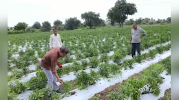 मुनाफे वाली फसल अपने हाथ से क्यों उखाड़ रहे किसान? एक वायरस ने 20 हजार हेक्टेयर में लगी मिर्च को किया बर्बाद