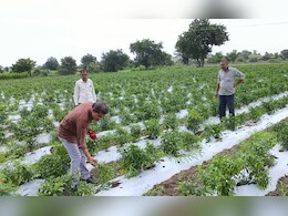 मुनाफे वाली फसल अपने हाथ से क्यों उखाड़ रहे किसान? एक वायरस ने 20 हजार हेक्टेयर में लगी मिर्च को किया बर्बाद