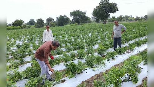 मुनाफे वाली फसल अपने हाथ से क्यों उखाड़ रहे किसान? एक वायरस ने 20 हजार हेक्टेयर में लगी मिर्च को किया बर्बाद