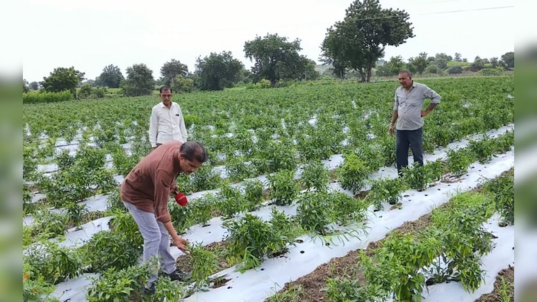 मुनाफे वाली फसल अपने हाथ से क्यों उखाड़ रहे किसान? एक वायरस ने 20 हजार हेक्टेयर में लगी मिर्च को किया बर्बाद