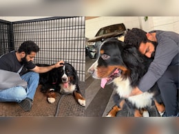 Jr NTR's Beloved Dog Bagheera Dies After Four Years, Actor Shares Heartbreaking Memories