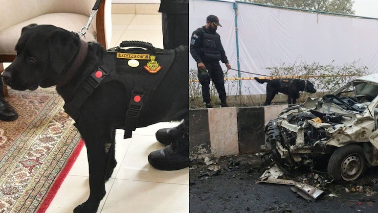 Anti-Terror Agency's Dog Gets Army Award For Red Fort Blast Heroics