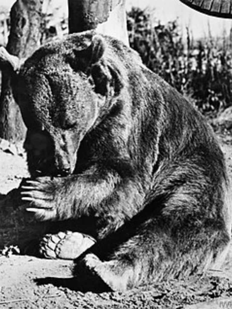 True Story of Wojtek: The 550-lb Bear Who Drank Beer, Smoked, and Fought against nazi in WW2 True Story of Wojtek: The 550-lb Bear Who Drank Beer, Smoked, and Fought against nazi in WW2