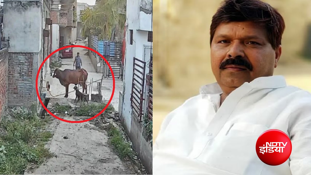 कौन हैं कैश खान? गाय पर कुत्तों से हमला कराने के आरोप में सपा नेता पर केस दर्ज, CCTV में कैद हुई घटना