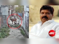 कौन हैं कैश खान? गाय पर कुत्तों से हमला कराने के आरोप में सपा नेता पर केस दर्ज, CCTV में कैद हुई घटना