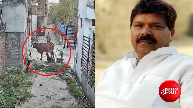 कौन हैं कैश खान? गाय पर कुत्तों से हमला कराने के आरोप में सपा नेता पर केस दर्ज, CCTV में कैद हुई घटना
