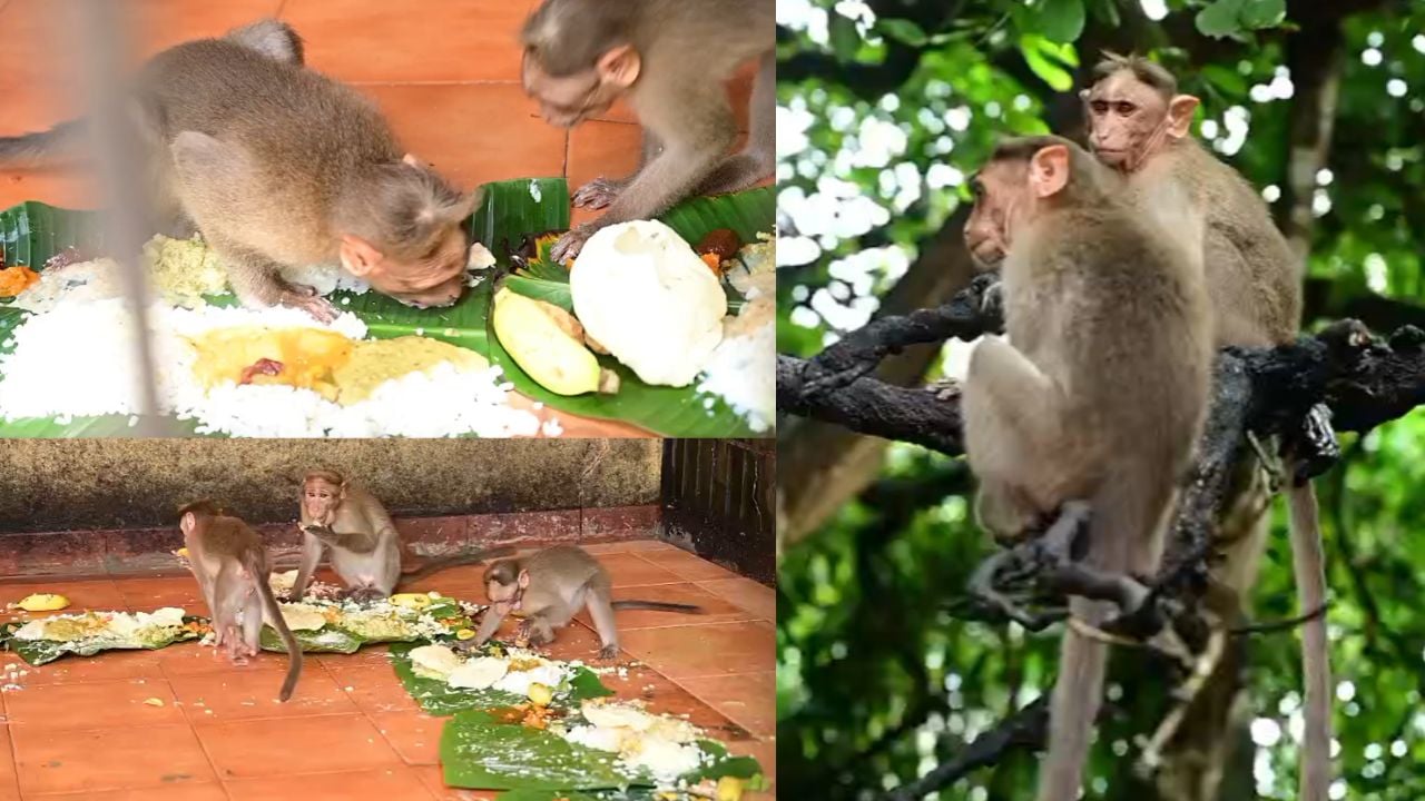 जब इंसानों से पहले बंदरों को परोसा गया ओणम साध्या, केरल के इस मंदिर में दिखी 53 साल पुरानी अद्भुत परंपरा!